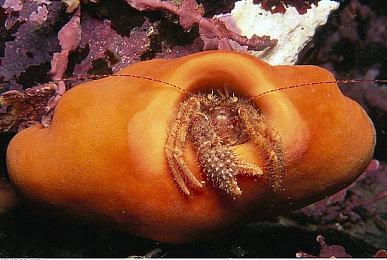 《隔离区-丧尸末日生存》Steam抢先体验发售 国区定价48元